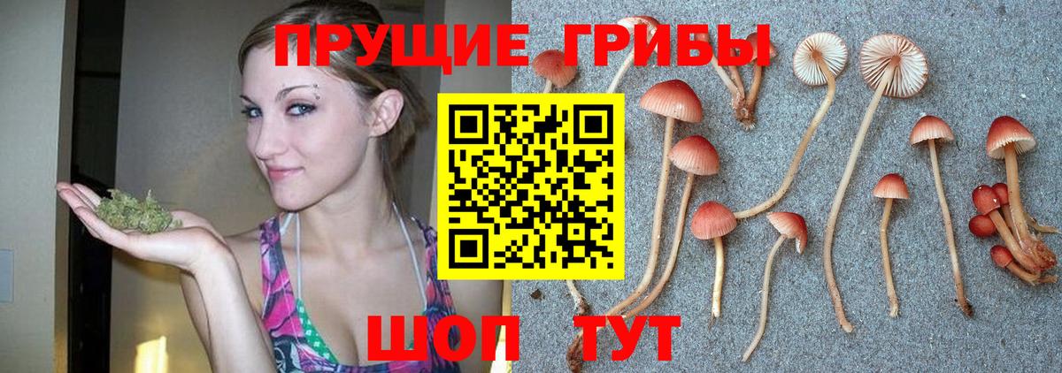 Псилоцибиновые грибы Cubensis Новочебоксарск